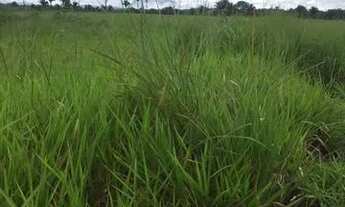 Imagem 7: Vende-se Fazenda São Pedro, 1107 ha - Documentação Atualizada