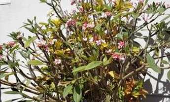 Imagem 3: Casa em Jardim America - Apucarana