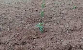 Imagem: Oportunidade terreno em Silvianópolis