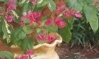 Imagem 7: Casa, 325 m² - venda por R$ 3.300.000,00 ou aluguel por R$ 12.036,01/mês - Centro - Cambé