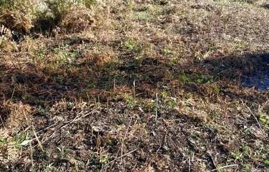 Imagem 5: Sítio em Estrada da Serra Grande - Serra Grande Italiana - Gramado/RS