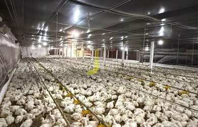 Imagem 5: Sítio com 2 Aviários a venda