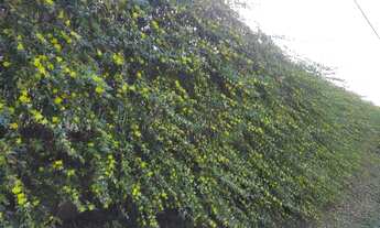 Imagem: Terreno abençoado 5x20