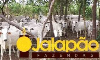 Imagem 7: Fazenda no Tocantins