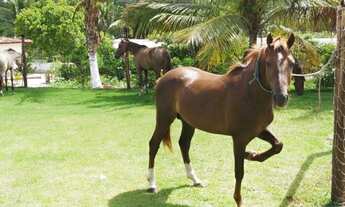 Imagem 2: Sitio com 40.000m² em Barra de pojuca- Porteira Fechada