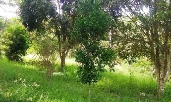 Imagem 7: BARãO DE COCAIS - Sítio - Zona Rural