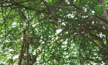 Imagem 3: Chácara Chácara com venda por R$150.000