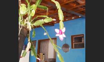 Imagem 2: IBIRITé - Casa Padrão - São Pedro