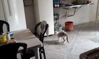 Imagem 3: Casa Casa com 2 dormitórios