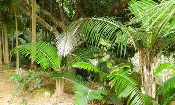 Imagem 6: Vendo está propriedade de 6,27 ( seis Alqueires e vinte sete litros ). no Município de Atí