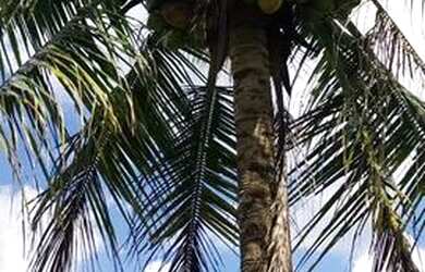 Imagem 5: Vendo lote em Mar azul