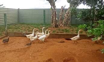 Imagem 4: Vendo chácara no incra 6 formada 38.000m2