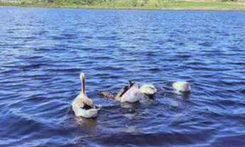 Imagem 2: Fazenda real 1 Terreno / lote com venda por R$98.023