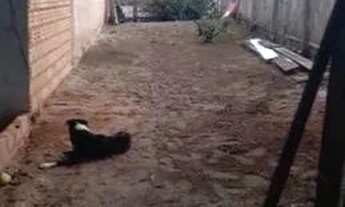 Imagem 3: Excelente casa de esquina