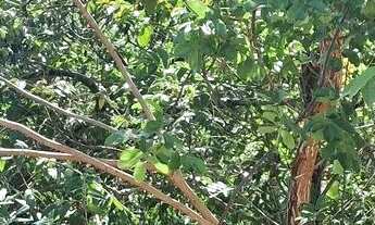 Imagem 4: Chácara Paraíso do Sonho a venda