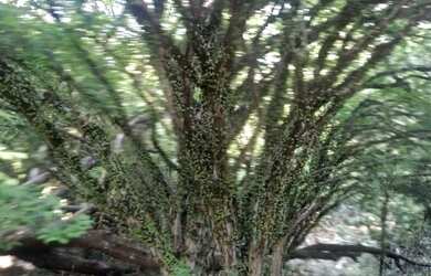 Imagem 6: Fazenda próximo a catalão