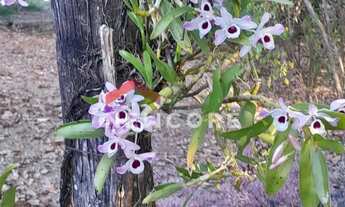 Imagem 4: Chácara em Porangaba - Área Rural de Porangaba - Porangaba/SP