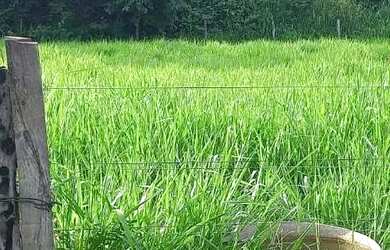 Imagem 3: Vende se chácara no são João 1