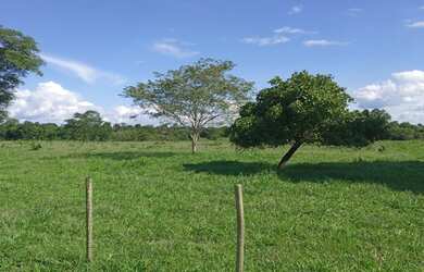 Imagem 7: Fazenda Dupla aptidão Município Araguapaz- GO