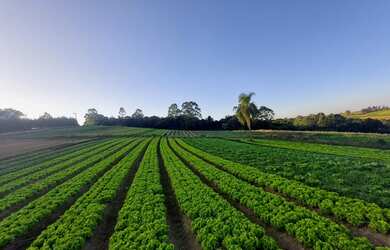 Imagem 2: Invista com lotes imperdíveis! em Ibiúna SP MN
