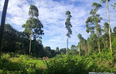Imagem 2: Sítio / Chácara para Venda em Gramado, Serra Grande