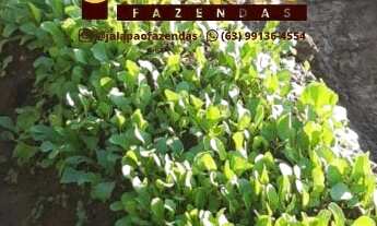 Imagem 2: Fazenda no Tocantins