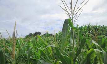 Imagem 4: Venda de Terreno / Padrão na cidade de Araraquara