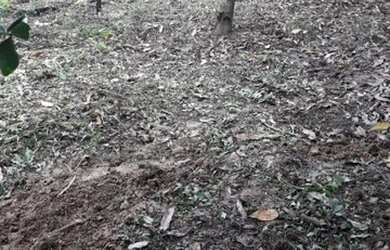 Imagem 3: Somente venda Terreno / lote com venda por R$8.000