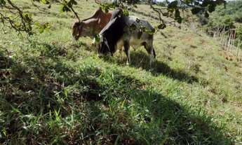 Imagem 4: Oportunidade única - Fazenda boi gordo