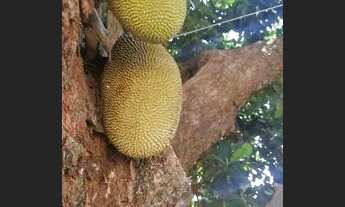 Imagem 3: Chácara no Recanto dos Dourados em Campinas