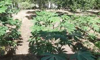 Imagem 4: Chácara Chácara com venda por R$220