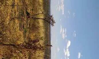 Imagem 7: Lote Lagoa Santa Serra do Cipó