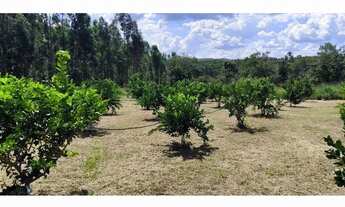 Imagem 4: Chácara 3 alqueires Silvania