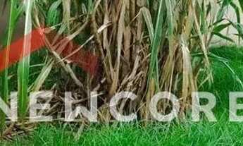 Imagem 5: Casa em Rua Igarapava - Cruzeiro - Betim/MG