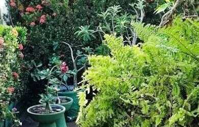 Imagem 3: Casa com 3 quartos, suite em Ponta Negra. Excelente!