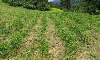 Imagem 4: Fazenda Tapirai-sp 29 Alqueires