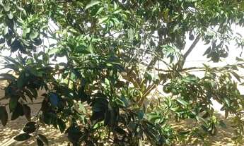 Imagem 4: Vendo 1 Casa e 1 terreno no Cidade Modelo