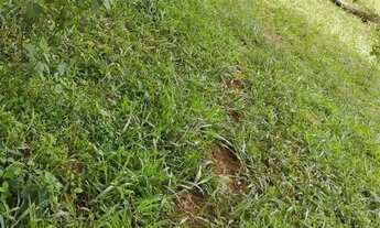 Imagem 6: Fazenda à Venda em Heitoraí GO | 50 Alqueires