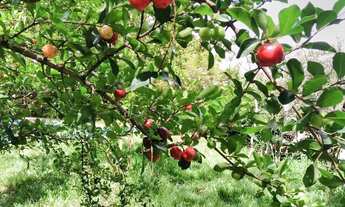 Imagem 5: Chácara para venda tem 5000 metros quadrados com 3 quartos em Zona Rural - Hidrolândia - G