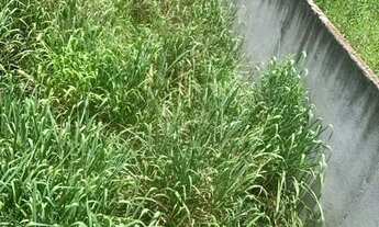 Imagem 2: Vendo esse lote no bairro sossego ribeirão das neves