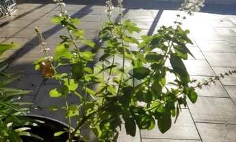 Imagem 6: Casa na Beira do Rio na Ilha da Pintada