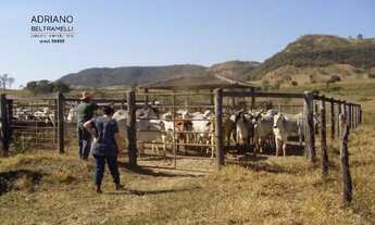 Imagem 4: FAZENDA - 325,67 HECTARES - CAJURU/SP