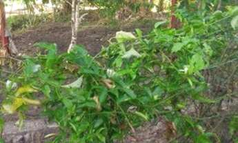 Imagem 2: Sitio Chácara com venda por R$40.000