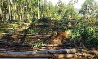 Imagem 4: Chácara para venda tem 2.500 metros quadrados com 3 quartos