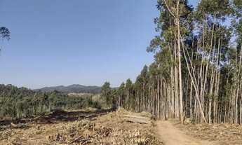 Imagem 6: Chácaras belíssimas em Salesópolis