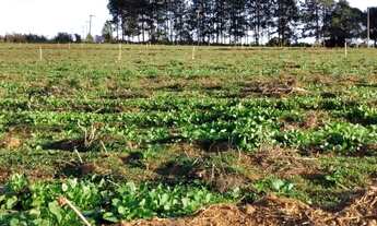 Imagem 2: Terrenos maravilhosos em Ibiúna