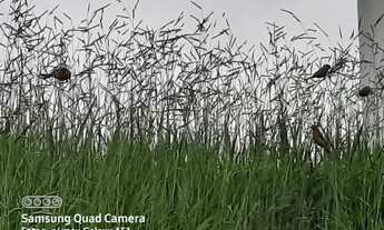 Imagem 4: Terreno abençoado 5x20