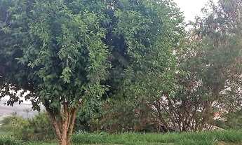 Imagem 5: Terreno - Loteamento Caminhos de São Conrado (Sousas) - Campinas