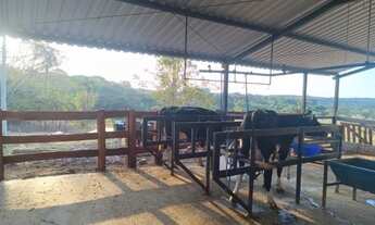 Imagem 6: Lindíssima Chácara com 1,5 Alqueires em Hidrolândia