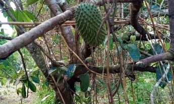 Imagem 3: Vende se uma roça em Valença